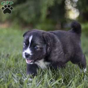 Shelby, Siberian Husky Puppy
